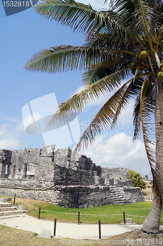 Image of Palm tree and ruins