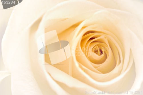 Image of White Rose