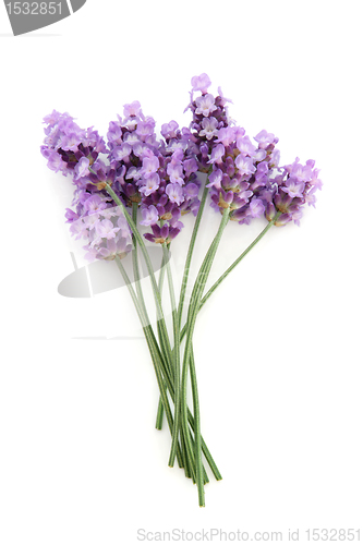 Image of Lavender Herb Flower Posy