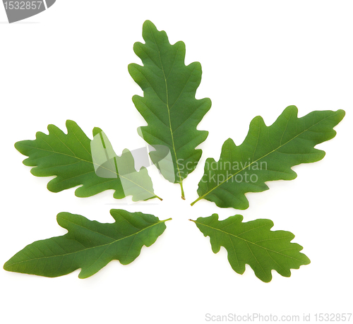 Image of Oak Leaves