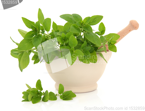 Image of Oregano Herb