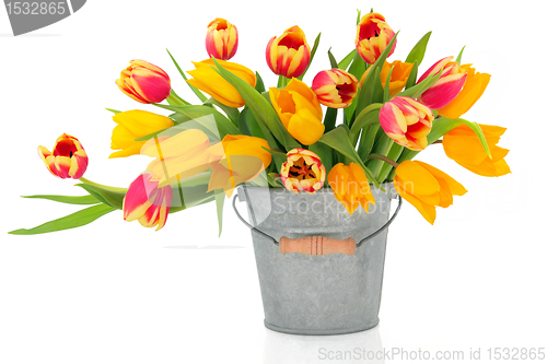 Image of Tulip Beauties