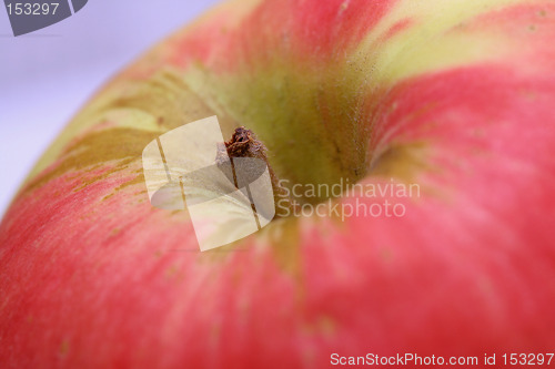 Image of Apple closeup