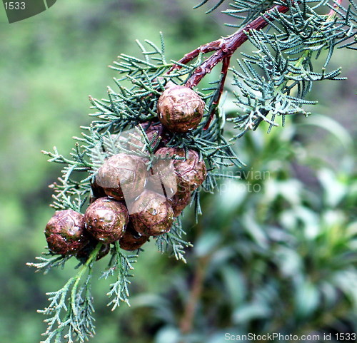 Image of Cypress tree cones
