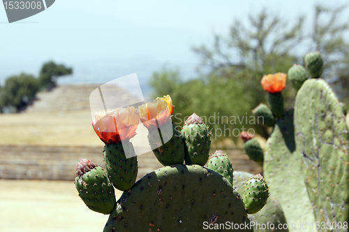 Image of Flowers on the cactus and ruins
