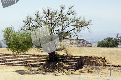 Image of Piramid and tree on the square