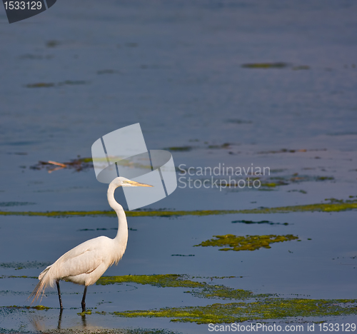 Image of Great White Egret