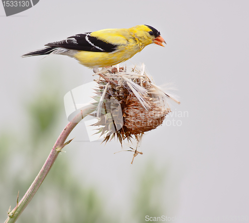 Image of American Goldfinch