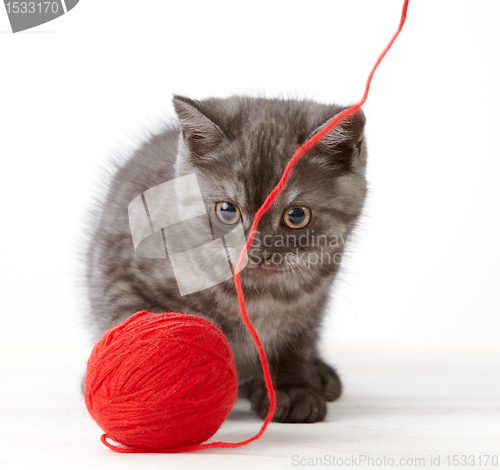 Image of kitten and thread ball