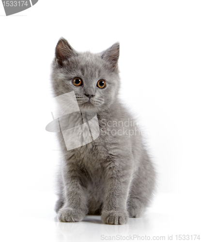 Image of british short hair kitten