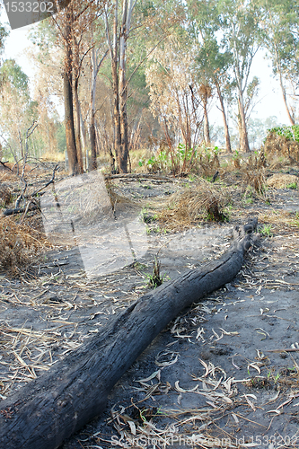 Image of charred trunks of trees after fire 