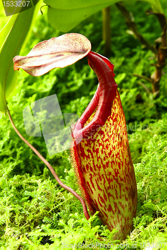 Image of Nepenthe tropical carnivore plant 
