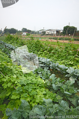 Image of Cultivated land in a rural 