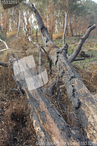 Image of charred trunks of trees after fire 