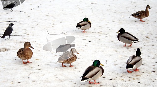 Image of Ducks in winter #2