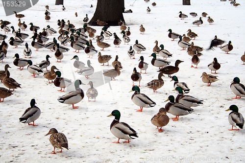 Image of Ducks in winter #1