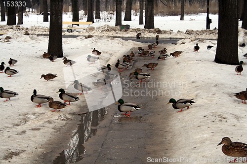 Image of Ducks in winter #3