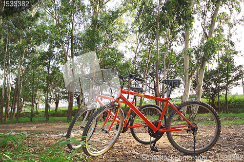 Image of bike in forest