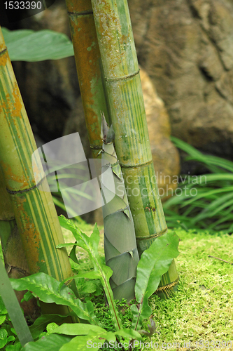 Image of Shoot of Bamboo in the rain forest 