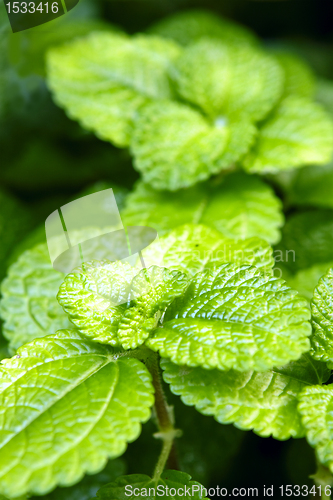 Image of fresh green leaves