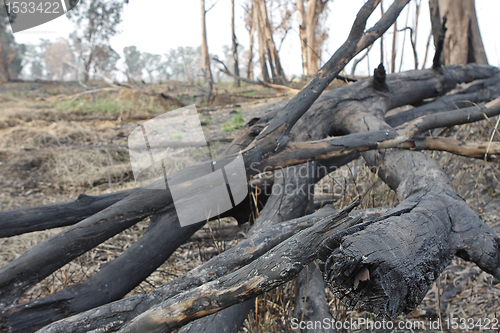 Image of charred trunks of trees after fire 