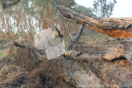 Image of charred trunks of trees after fire 