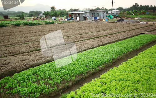 Image of Cultivated land