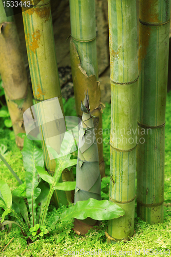 Image of Shoot of Bamboo in the rain forest 