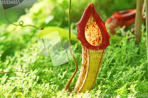 Image of Nepenthe tropical carnivore plant 