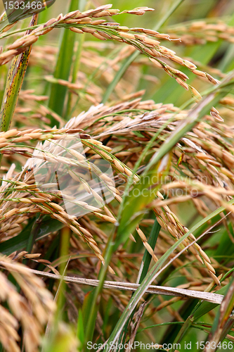 Image of Golden rice