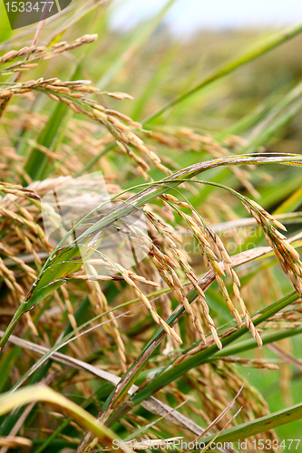 Image of Golden rice