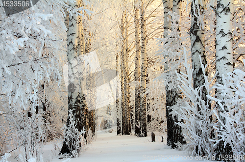 Image of winter birch woods in morning light