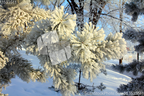 Image of Frozen twigs of pine