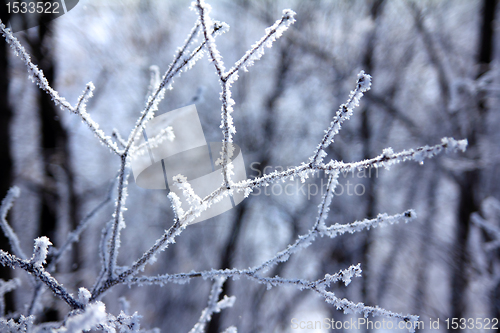 Image of ice tree branches