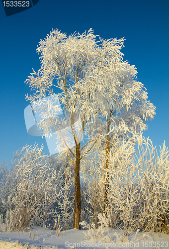 Image of beautiful ice winter tree