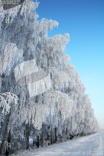 Image of winter road with birch wood