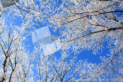 Image of Frozen tree branches under blue sky