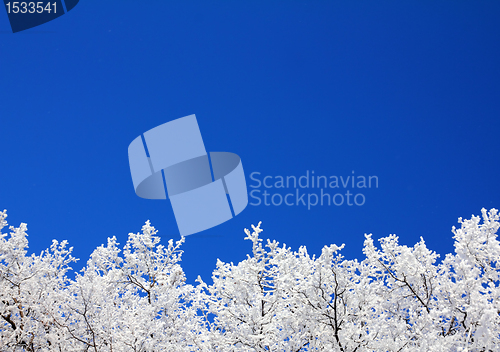 Image of ice winter tree branches under sky