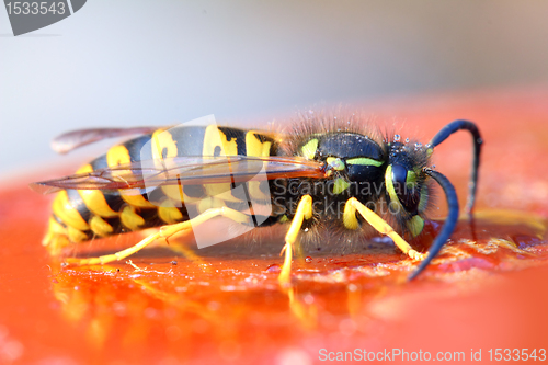 Image of wasp eating honey