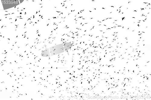 Image of large flock of crows