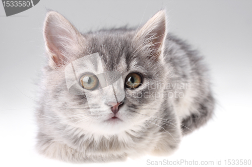 Image of Grey kitten portrait