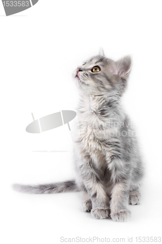 Image of Grey kitten