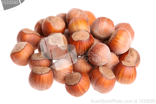 Image of Hazelnuts