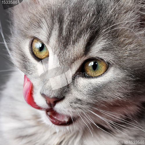 Image of Kitten licking lips