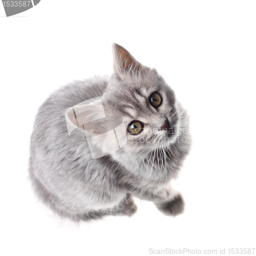 Image of Grey kitten