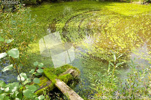 Image of agal bloom pond forest green water broken bridge 