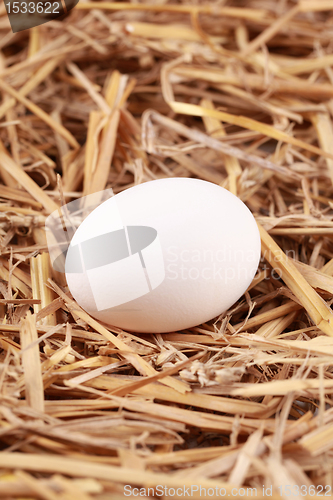 Image of White egg in straw