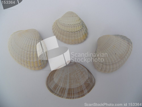 Image of group of shells