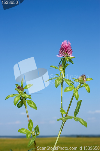 Image of Flowering clover plant