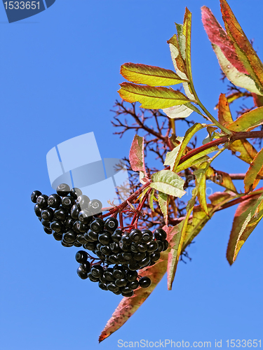 Image of Black elder berries